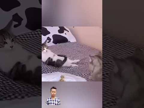 cate cat love story shorts video