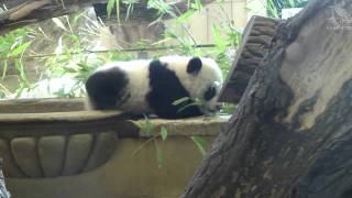Pandababy Faceplant =)