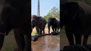 Download lagu They wait for their turn to drink 😍🐘❤️ #elephant #keffamily #babyelephant #kef #chimean mp3