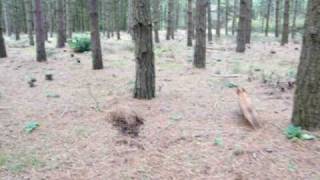 preview picture of video 'Barney and Louis in Wareham forest'