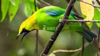 Download lagu Download Suara Burung Cucak Rante Masteran Variasi 2 MP311 mp3