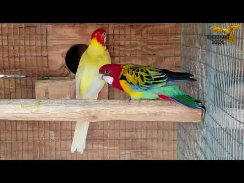 download lagu mp3 mp4 Western Rosella Mutations, download lagu Western Rosella Mutations gratis, unduh video klip Download Western Rosella Mutations Mp3 dan Mp4 Popular Gratis