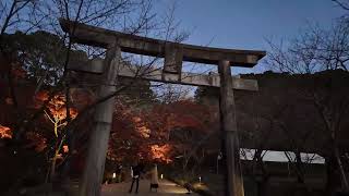 宝満宮竈門神社 紅葉ライトアップ2023