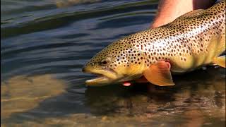ORVIS - Dry Fly Tactics - Casting to Rising Trout