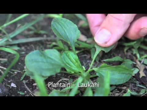 La'au Lapa'au - Hawaiian Plant Medicine - by Paul Izak  (ft.Tubby Love and Kevin Holder)