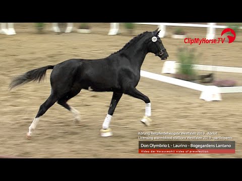 Hengst v. Don Olymbrio L - Laurino -  Lantano