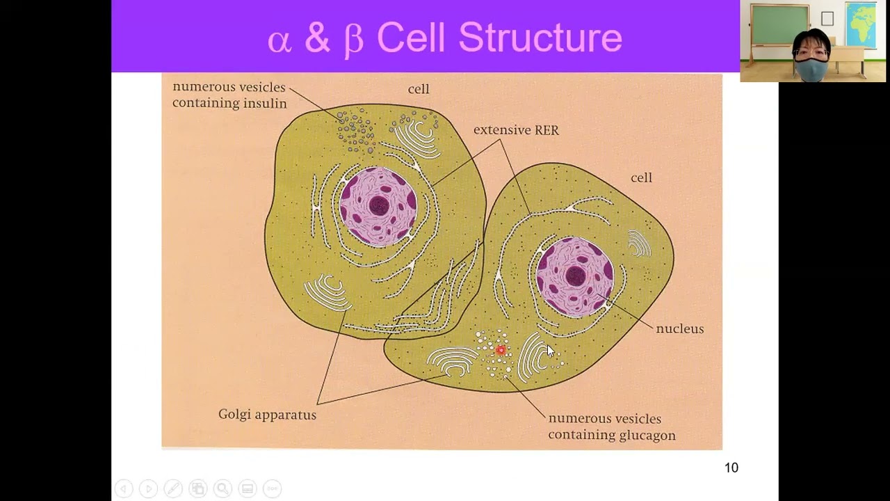 Regulation of Blood Glucose Concentration & Cell Signalling | Lesson 14-8 | YH Ho