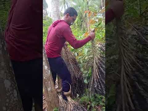 Mas uma dia abençoado de trabalho #codajas #açaijussara #amazonas