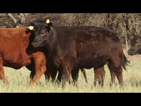 Vaquillonas  Angus PP