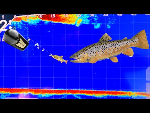 Backwards Facing w/ Forward Facing Sonar while Trolling. Brown Trout