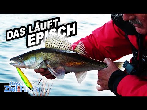 STERNSTUNDE mit ZANDERWOBBLER - BESTER KÖDER in DIESER SITUATION - Unser Ziel ist Fisch - Jörg Ovens