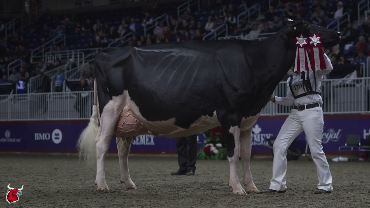 JEFFREY-WAY HARD ROCK TWIGS - 2024 Royal Winter Fair Grand Champion