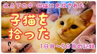 新しい子猫がやってきた！名前→リヤル ハウライト アンバー