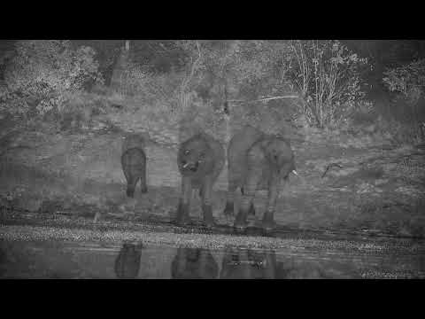 Djuma: Elephant herd-Pt:2 - 21:43 - 06/14/2022
