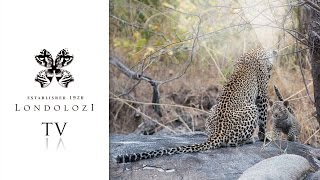 Nanga Females Newborn Leopard Cub - Londolozi TV