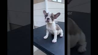 Video preview image #3 French Bulldog Puppy For Sale in SEATAC, WA, USA