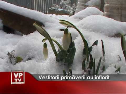 Vestitorii primăverii au înflorit