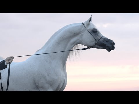 ⚜️ KABSZTAD ⚜️⁣ (Poganin x Kwestura, by Monogramm)⁣, 2022 PRIDE OF POLAND