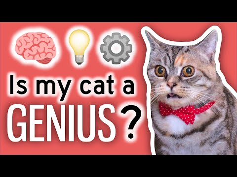 I IQ Tested My Cats