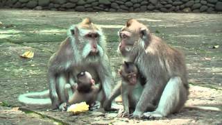 preview picture of video 'Sacred Monkey Forest Sanctuary Padangtegal Mandala Wisata Wanara Wana , Ubud, Bali, Indonesia'