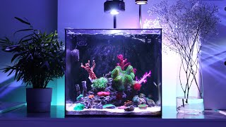 11 Months Update - Adding New Corals & Setting-Up Mangrove Light | Blue Reef Tank