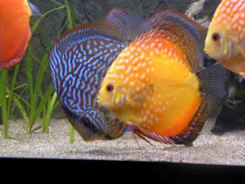Tropical Fish Tanks - Discus Fish