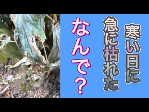 ジプラデニアは冬にいつ持ち込むべきですか?花を寒さから守るためのヒント  庭園