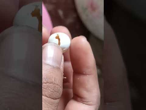 Love birds egg hatching |#budgie #new #bird #love