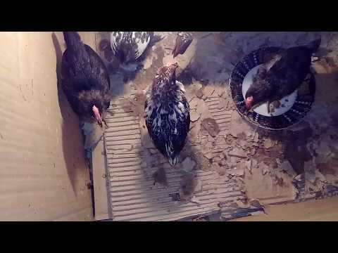 CUCELER HEYRATI VE YAPON