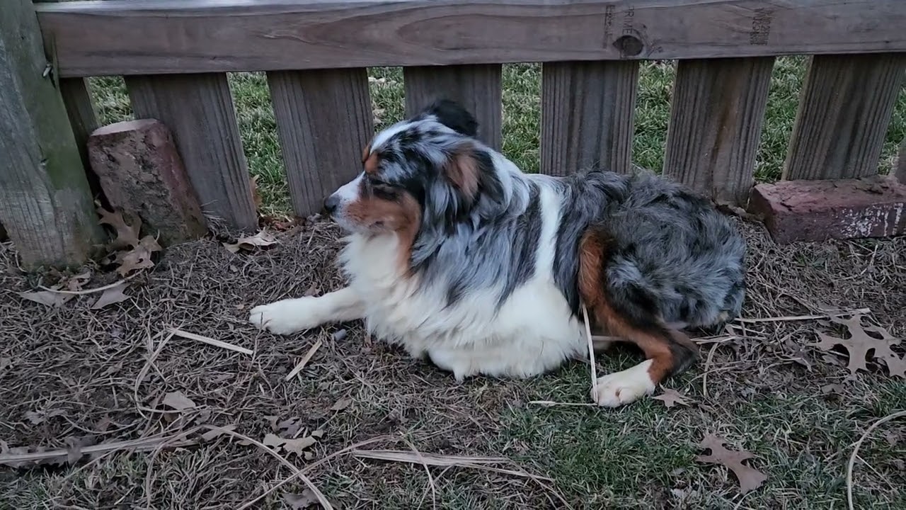 Enlarge Cruz, an adopted Australian Shepherd in Kansas City, MO video 6/6