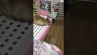 うちに来たばっかりの時のウサギ　#shorts