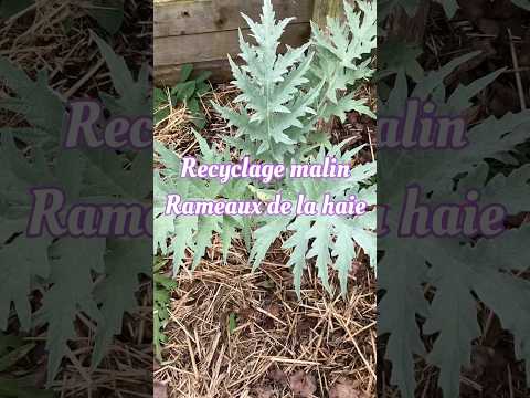 Garden Transformation: €15 Permaculture Project! 🌱