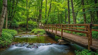 Beautiful Relaxing Music 🍀 Calm the Heart, Healing Music for the Soul