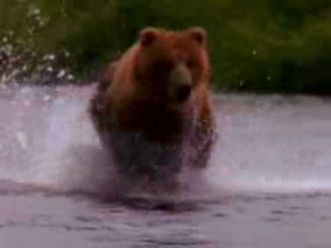 Bears