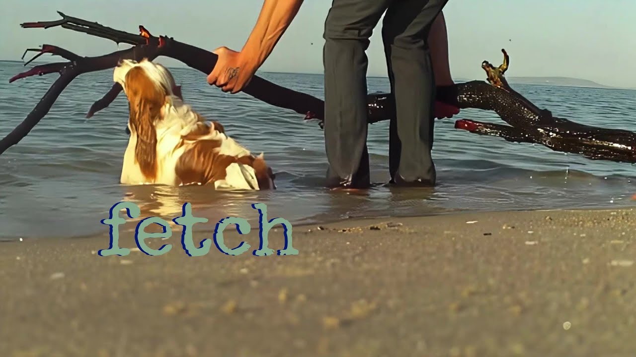 Fetch! | Dog Hanging Off A Branch At The Beach | Funny Pet Moment | Roadz Of Life