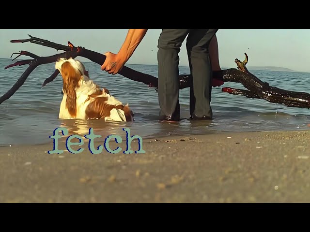 Fetch! | Dog Hanging Off A Branch At The Beach | Funny Pet Moment | Roadz Of Life