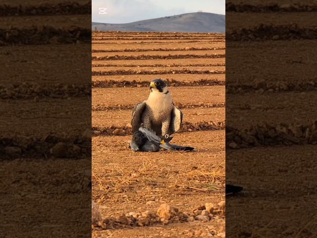Vídeo relacionado con Halcón Peregrino Hombres Mujeres Falconer Falconry BirdWatching Sudadera con Capucha