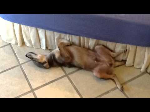 ผู้บ่าวขี้คร้าน