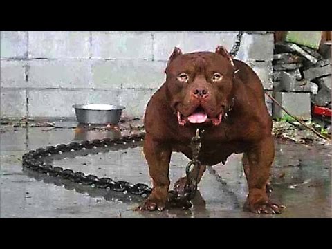 10 MOST DANGEROUS DOGS BREEDS IN THE WORLD
