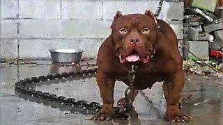 10 MOST DANGEROUS DOGS BREEDS IN THE WORLD