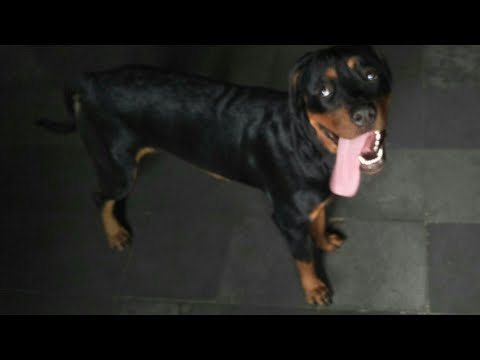 we play with dog Rottweiler in name is Charlie😊🐕