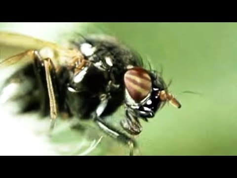 Facts About Flies - Secret Nature | Fly Documentary | Natural History Channel