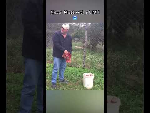 NEVER MESS WITH A LION!!