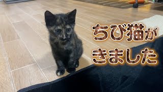 【衝撃のかわいさ】朝起きると僕の家に子猫がいました