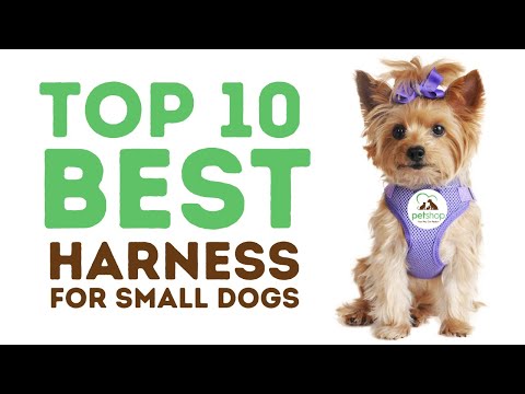 Top Best Harnesses for Small Dogs
