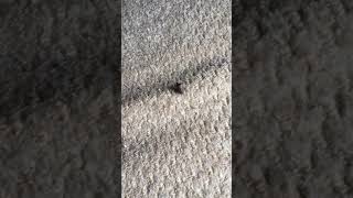 カメムシと共存する世界線