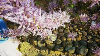 南投縣中寮鄉麝香木