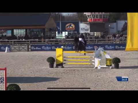 PEGASE VAN RUYTERSHOF - CSI2* lier 1,45m - 2025