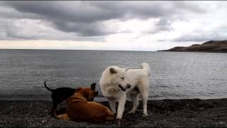 Azure Ray - November