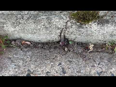 Using Gel Bait to Exterminate the Ants on the Porch in Holmdel, NJ